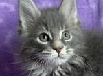 Junipurr Polydactyl - Maine Coon Kitten For Sale - 