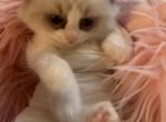 Bicolor seal point female ragdoll  4 weeks old - Ragdoll Kitten For Sale - Beavercreek&comma; OH&comma; US
