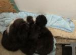 Botchy - Domestic Kitten For Sale - O Fallon&comma; MO&comma; US