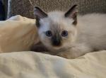 Jade - Ragdoll Kitten For Sale - Overland Park&comma; KS&comma; US