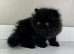 Fred - Persian Kitten For Sale - Willis&comma; TX&comma; US