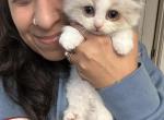 Male bicolor seal point male ragdoll kitten - Ragdoll Kitten For Sale - Beavercreek&comma; OH&comma; US