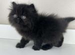 Shaggy - Persian Kitten For Sale - Willis&comma; TX&comma; US