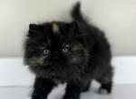 Daphne - Persian Kitten For Sale - Willis&comma; TX&comma; US