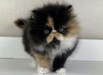 Velma - Persian Kitten For Sale - Willis&comma; TX&comma; US