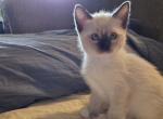 Luciana - Ragdoll Kitten For Sale - Overland Park&comma; KS&comma; US