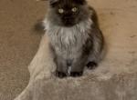Smoke - Maine Coon Kitten For Sale - 