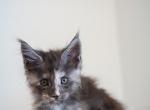 Lil - Maine Coon Kitten For Sale - 