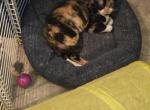 Patches - Devon Rex Kitten For Sale - Lynchburg&comma; VA&comma; US