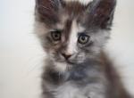 Susie - Maine Coon Kitten For Sale - 