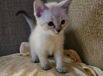 Peyton - Ragdoll Kitten For Sale - Overland Park&comma; KS&comma; US