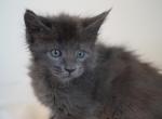Cynthia - Maine Coon Kitten For Sale - 