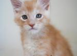 Chucky - Maine Coon Kitten For Sale - 