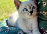 Erie - Siamese Kitten For Sale - Columbus&comma; GA&comma; US