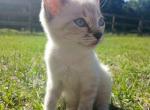Piper - Siamese Kitten For Sale - 