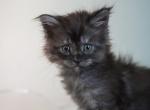 June Carter - Maine Coon Kitten For Sale - Queen Creek&comma; AZ&comma; US