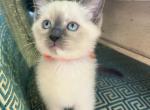 Belle Ragdoll Mix F - Ragdoll Kitten For Sale - Columbia&comma; MD&comma; US