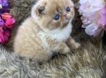 Milo - Exotic Kitten For Sale - 