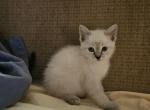 Beckett - Ragdoll Kitten For Sale - Overland Park&comma; KS&comma; US