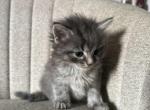 american long hair - American Longhair Kitten For Sale - Dearborn Heights&comma; MI&comma; US