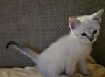 West - Ragdoll Kitten For Sale - Overland Park&comma; KS&comma; US