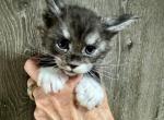 Brooks - Maine Coon Kitten For Sale - Rogersville&comma; MO&comma; US