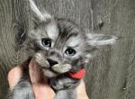 Bud - Maine Coon Kitten For Sale - Rogersville&comma; MO&comma; US
