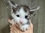 Bentley - Maine Coon Kitten For Sale - Rogersville&comma; MO&comma; US
