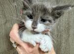 Beau - Maine Coon Kitten For Sale - Rogersville&comma; MO&comma; US