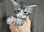 Blossom - Maine Coon Kitten For Sale - Rogersville&comma; MO&comma; US