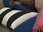 Taddy - Bengal Cat For Adoption - San Diego&comma; CA&comma; US