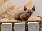 BOO - Sphynx Kitten For Sale - 