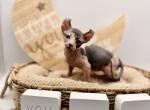 Zuko - Bambino Kitten For Sale - 