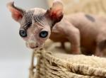 Yachiru Kusajishi - Bambino Kitten For Sale - Murrieta&comma; CA&comma; US
