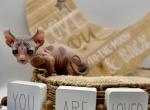Kon - Bambino Kitten For Sale - Murrieta&comma; CA&comma; US