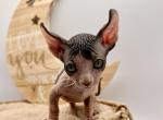 Piccolo - Bambino Kitten For Sale - 