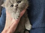 Posh - Exotic Kitten For Sale - 