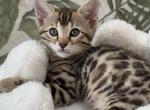 Amber - Bengal Kitten For Sale - 