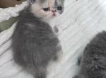 Dolly - Exotic Kitten For Sale - 