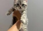 bella - Scottish Straight Kitten For Sale - 