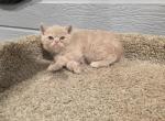 Siegfried - Exotic Kitten For Sale - Fair Oaks&comma; CA&comma; US