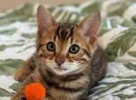 Onyx - Bengal Kitten For Sale - Boston&comma; MA&comma; US