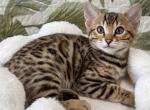 Jasper - Bengal Kitten For Sale - Boston&comma; MA&comma; US