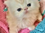 Sunny - Persian Kitten For Sale - PA&comma; US