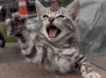 Oreo - Bengal Kitten For Sale - Lynwood&comma; CA&comma; US