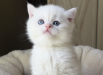 Elon - British Shorthair Kitten For Sale - 