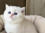 Elsa - British Shorthair Kitten For Sale - 