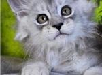 Erebus - Maine Coon Kitten For Sale - Pensacola&comma; FL&comma; US