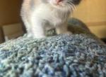 Scottish straight and fold kittens - Scottish Fold Kitten For Sale - Burien&comma; WA&comma; US
