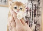 British Shorthair golden chinchilla Rich - British Shorthair Kitten For Sale - WA&comma; US